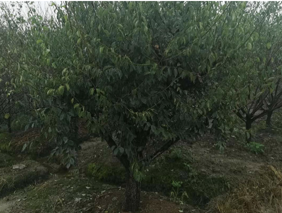 吉林15公分臘梅樹多少錢一棵