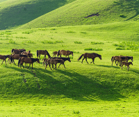 內蒙古蒙古國旅游攻略