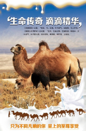 数量占全国1/3，“中国骆驼之乡”有骆驼不“吹牛”
