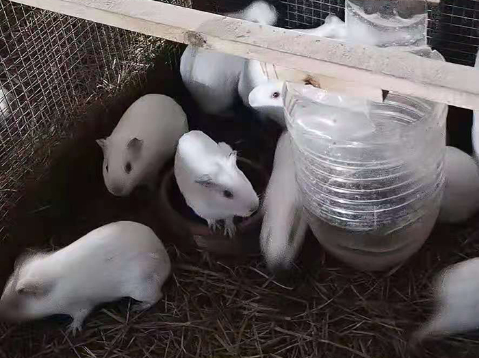 浙江農村白豚鼠養殖場景包回收