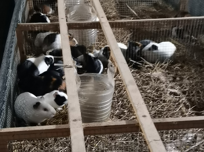 深圳農村白豚鼠養殖場景包回收