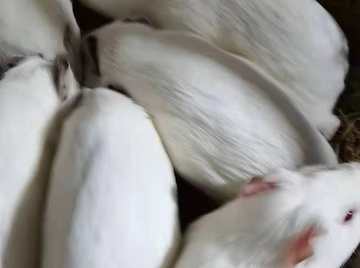 安徽農村白豚鼠養殖場前景加盟