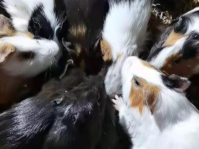 深圳農村白豚鼠養殖場景包回收