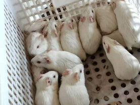 福建白豚鼠養殖技術