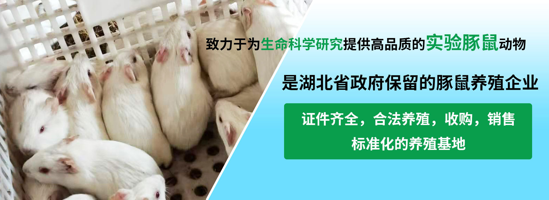 实验白豚鼠养殖,白豚鼠养殖培训,白豚鼠养殖技术
