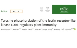 凝集素受体样激酶LORE的酪氨酸磷酸化调节植物免疫力