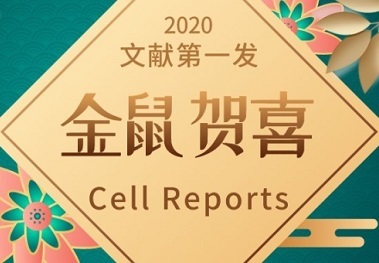 Cell Reports|TRIM32/USP11調控ARID1A穩定性以及調控鱗狀細胞癌發生發展