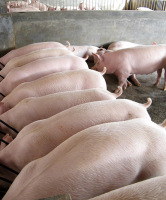 生猪养殖技术