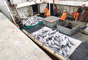 沙窝岛公司“鲁荣远渔558、559” 两艘金枪鱼钓船归港卸货