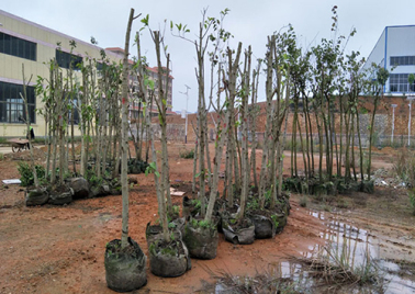 扶绥县林业局赠予我司200棵珍贵绿化苗木，助力美丽扶绥生态工业园区建设