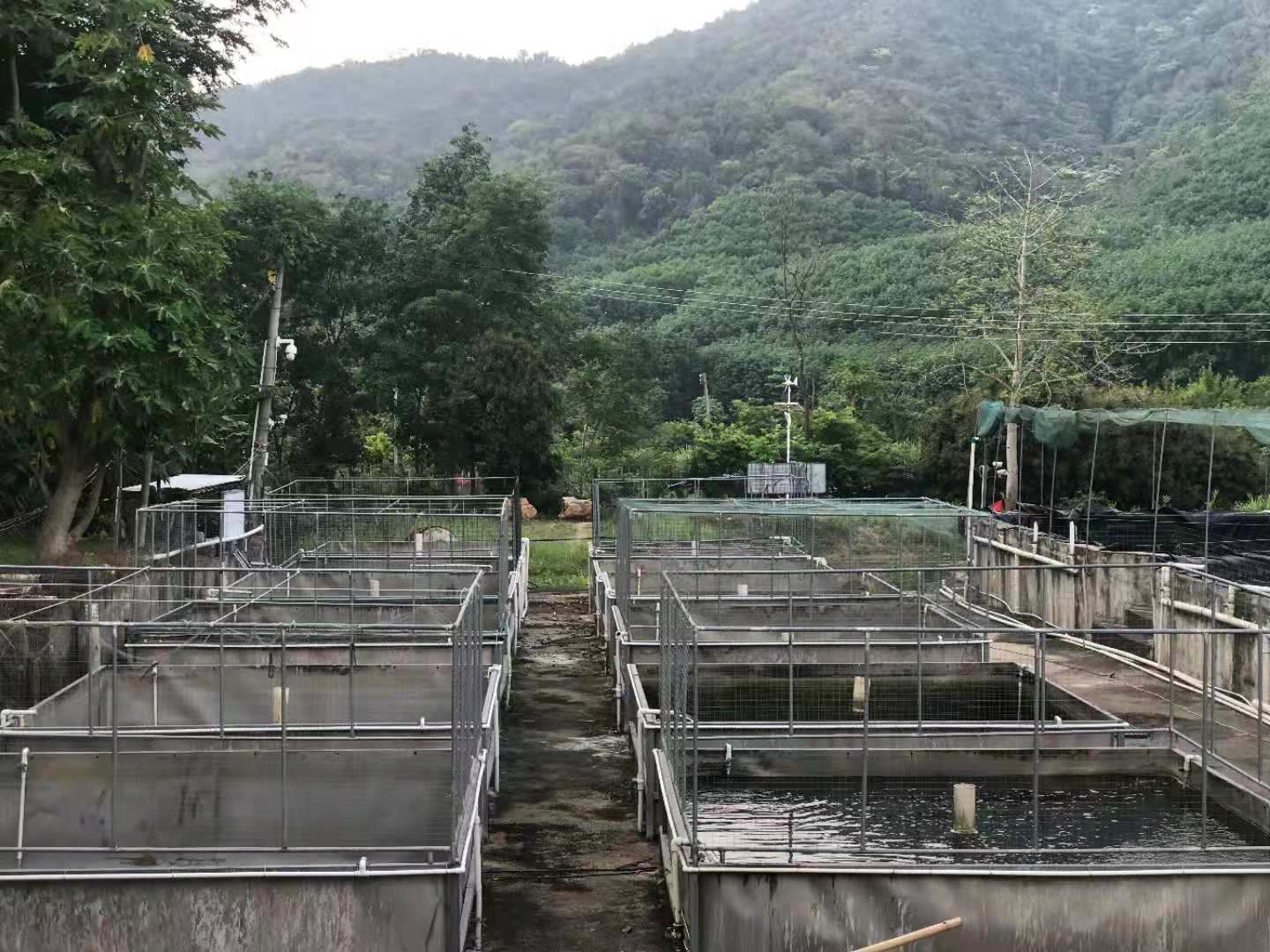 青岛进口种苗培育基地