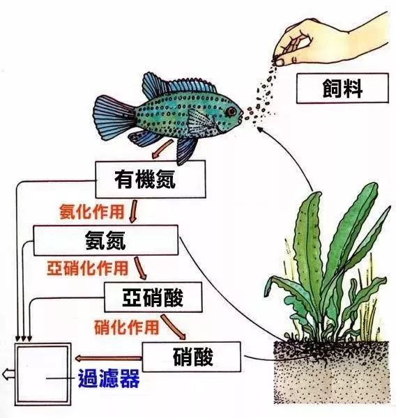 鱼菜共生养殖技术哪家强