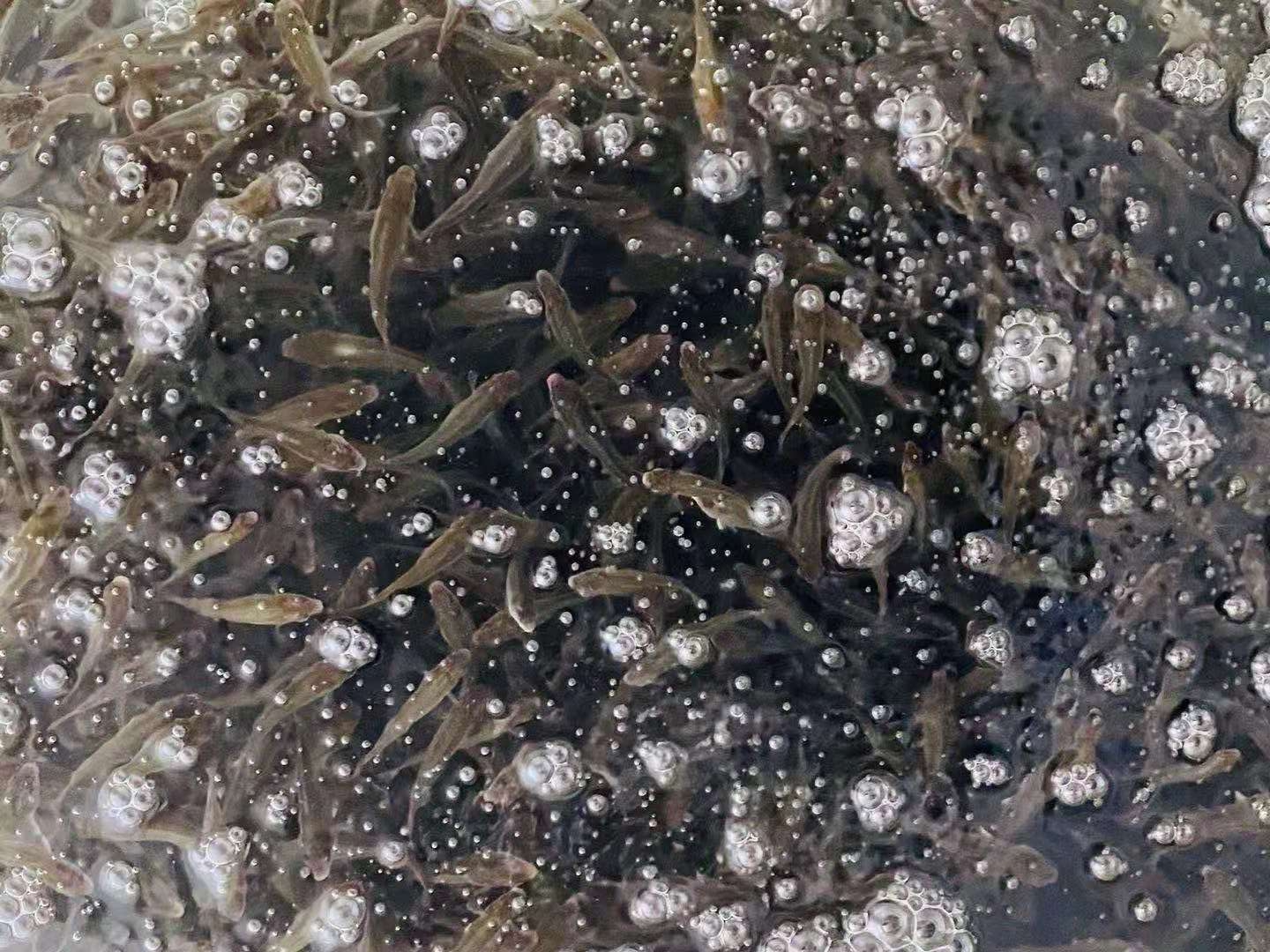 澳洲银鲈鱼苗春季预订