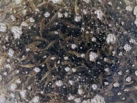 澳洲银鲈鱼苗