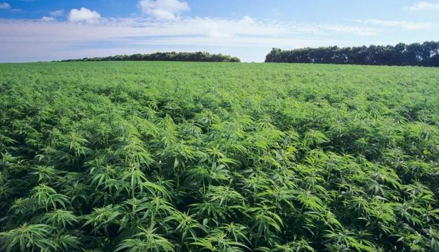 安徽省正规的工业大麻二酚公司