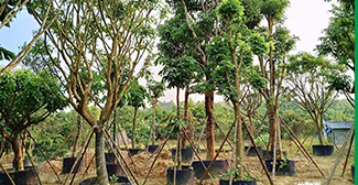 绿化苗木公司对树种品种的细分